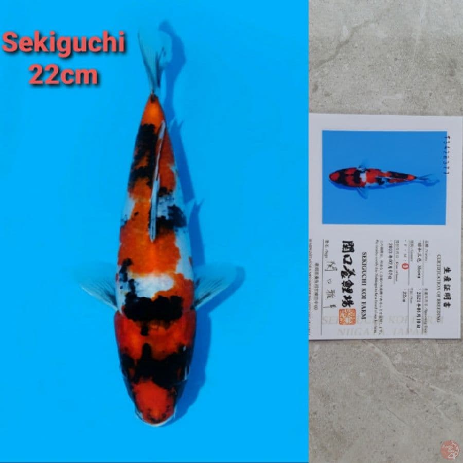 SWKIGUCHI SHOWA 22CM SERTI