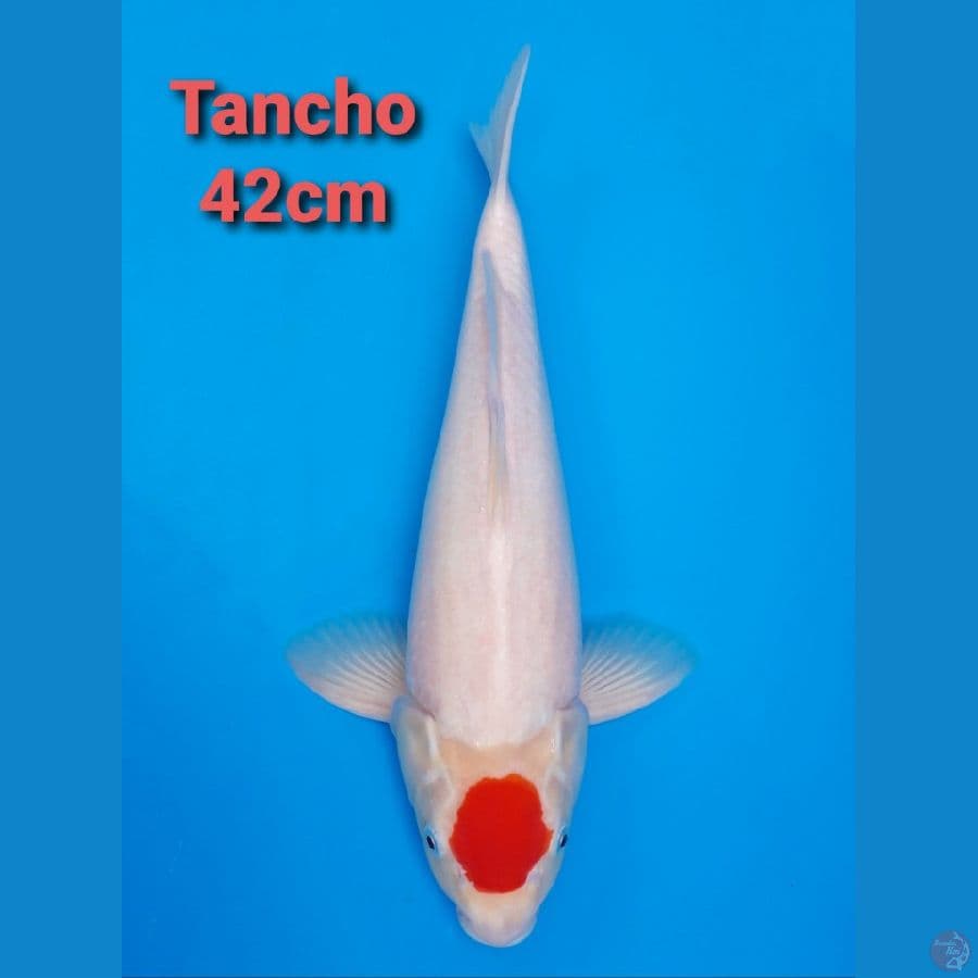 F1 TANCHO KOHAKU 42CM JANTAN