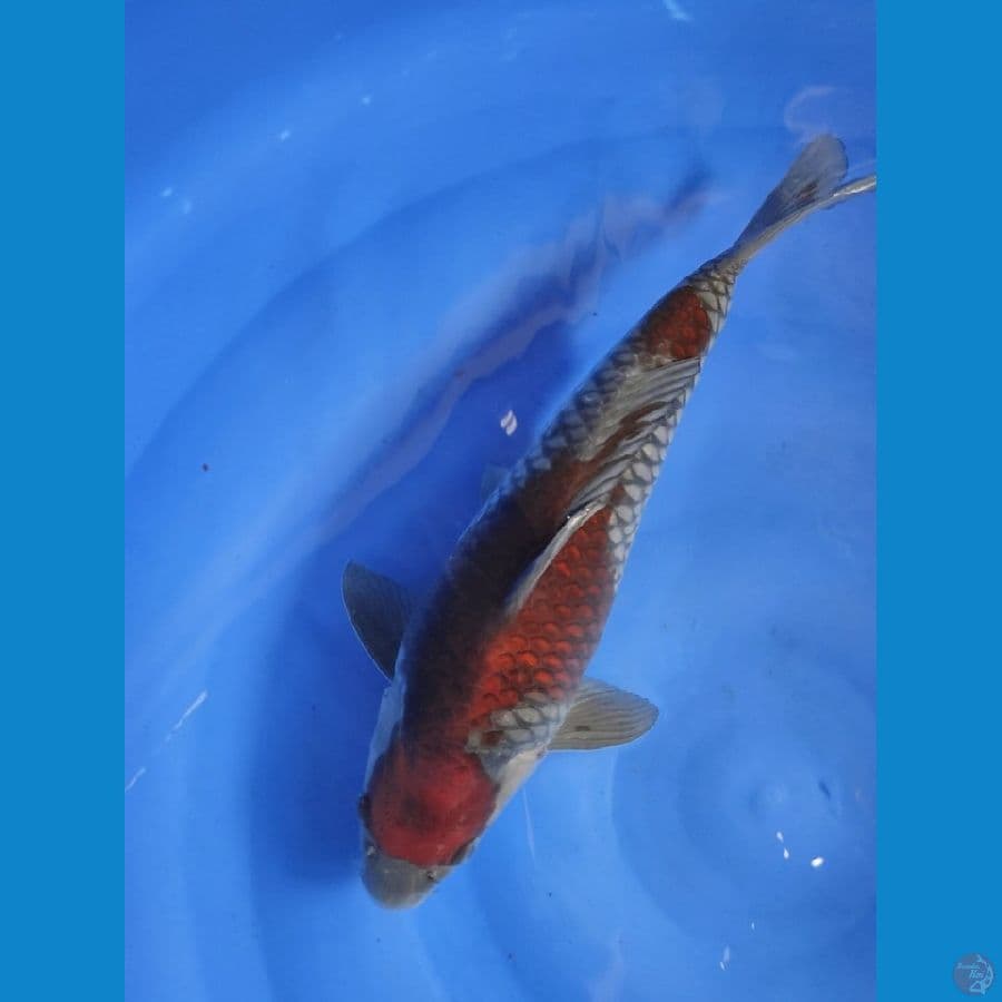 Ociba body oke , berpunuk 40cm male