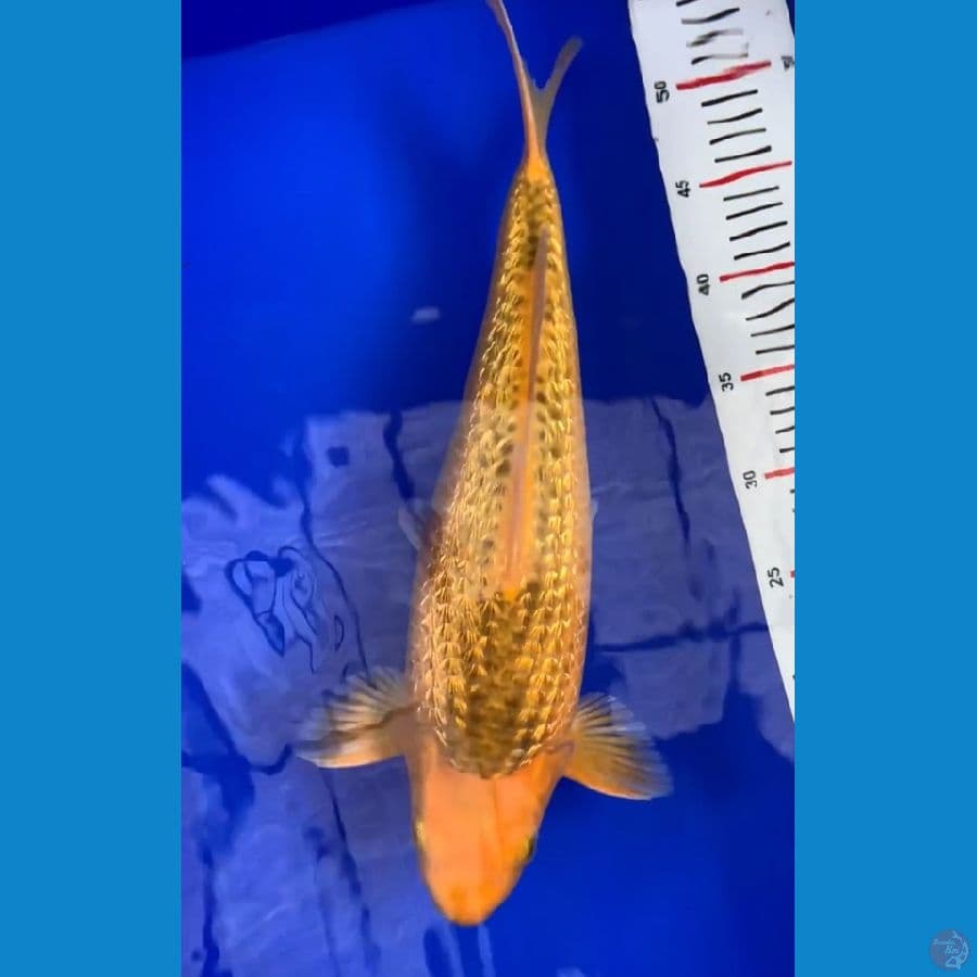 caramel ginrin 43cm male
