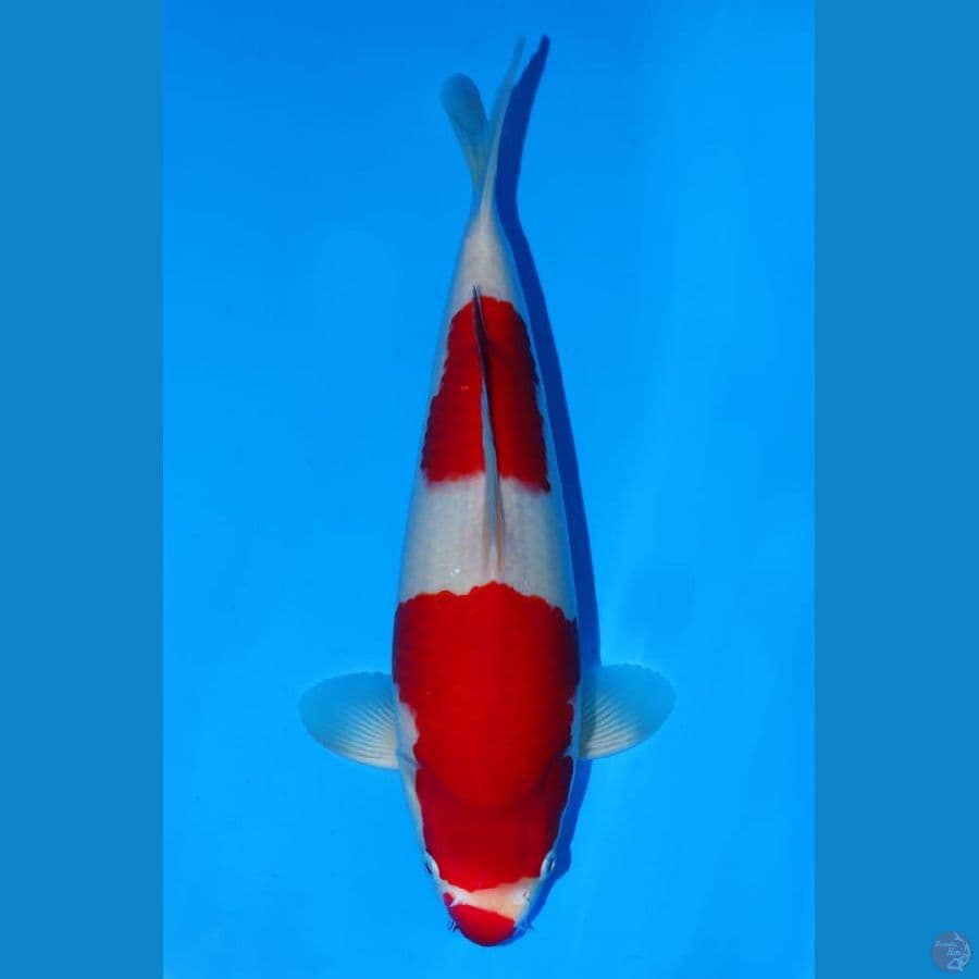 Kohaku - Sakai