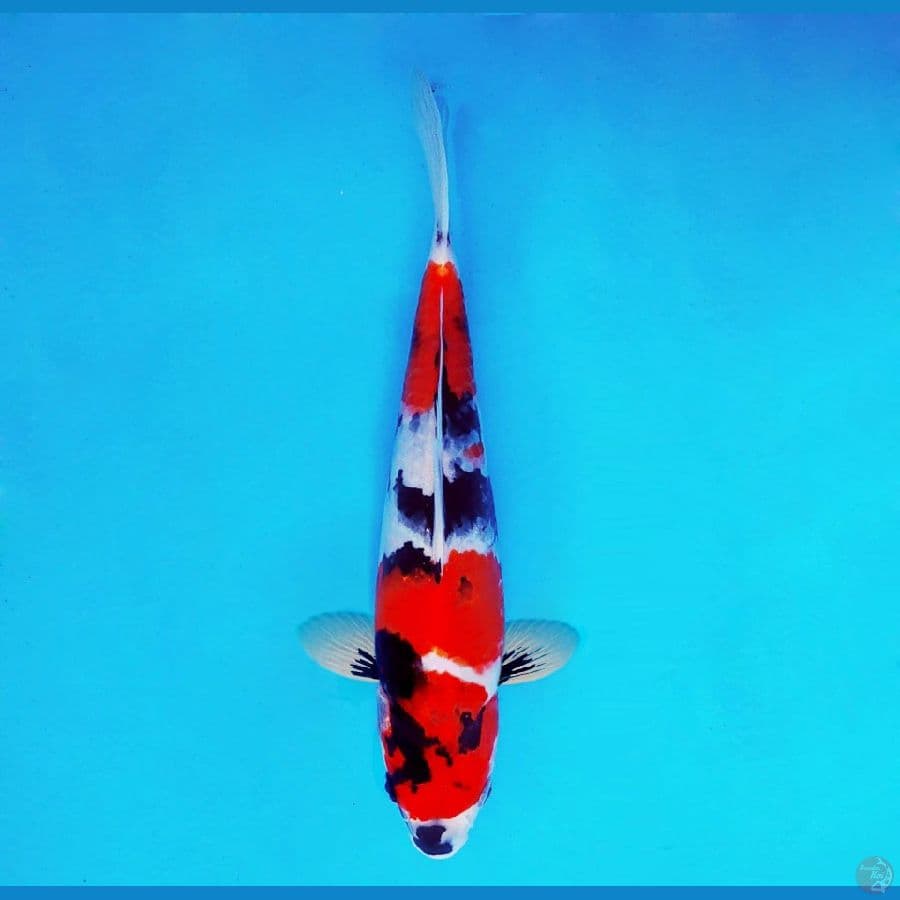 HANAMASA 4 ~ Showa Evolution 28 cm/male ™