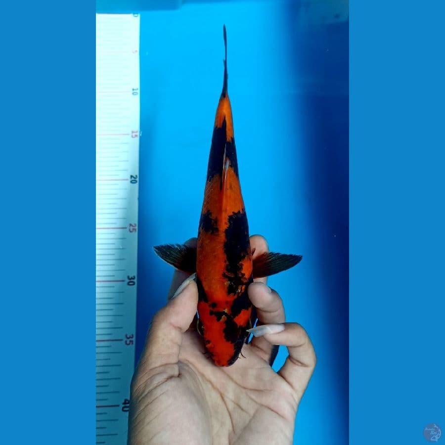 Utsuri jantan