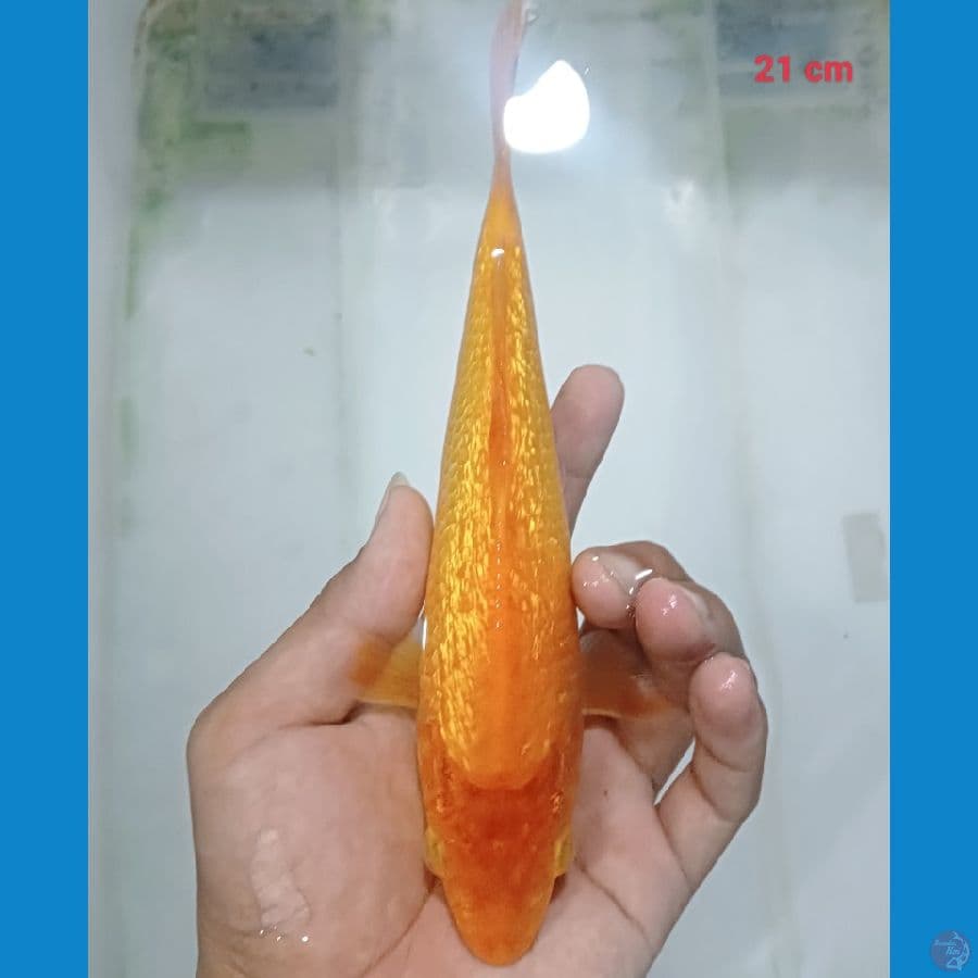 karasi ginrin 21 cm