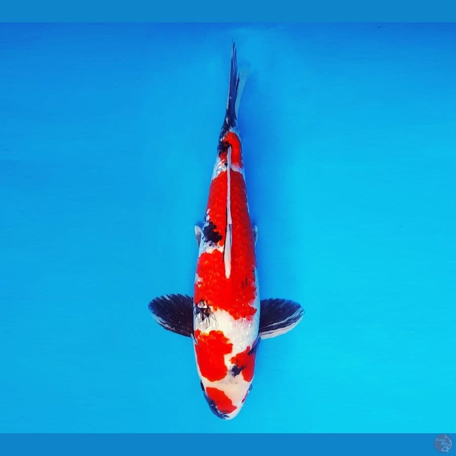 HANAMASA 9 ~ Showa Gin Rin Evolution 43 cm/male ™