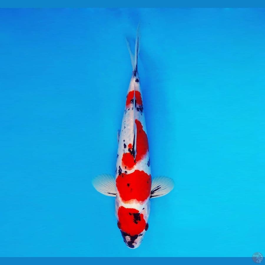HANAMASA 13 ~ Showa Evolution 28 cm/male ™