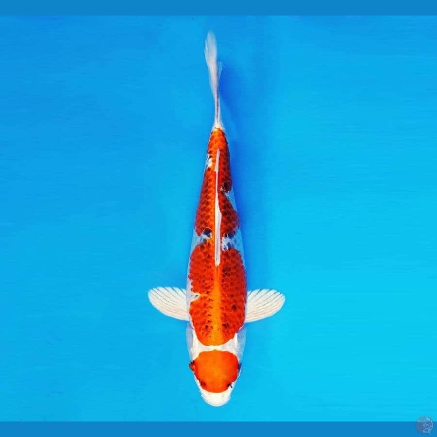 HANAMASA 14 ~ Maruten Kujaku 31 cm/fm ™