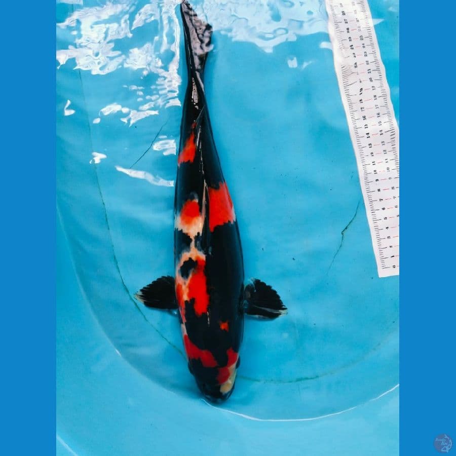 showa 40cm