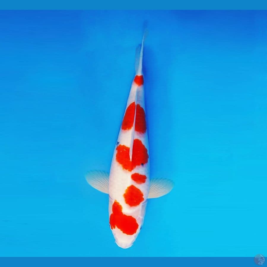 HANAMASA 17 ~ Sanke 38 cm/fm ™