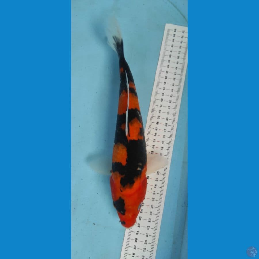 showa 30cm