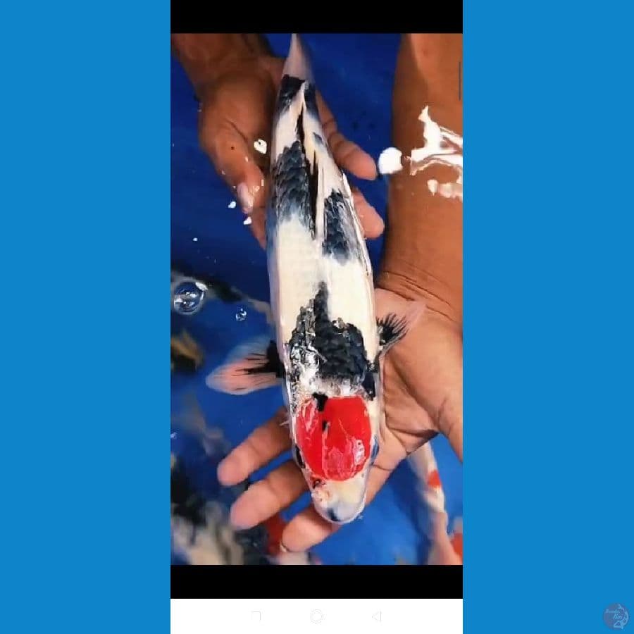 tanco showa cet basah 37cm