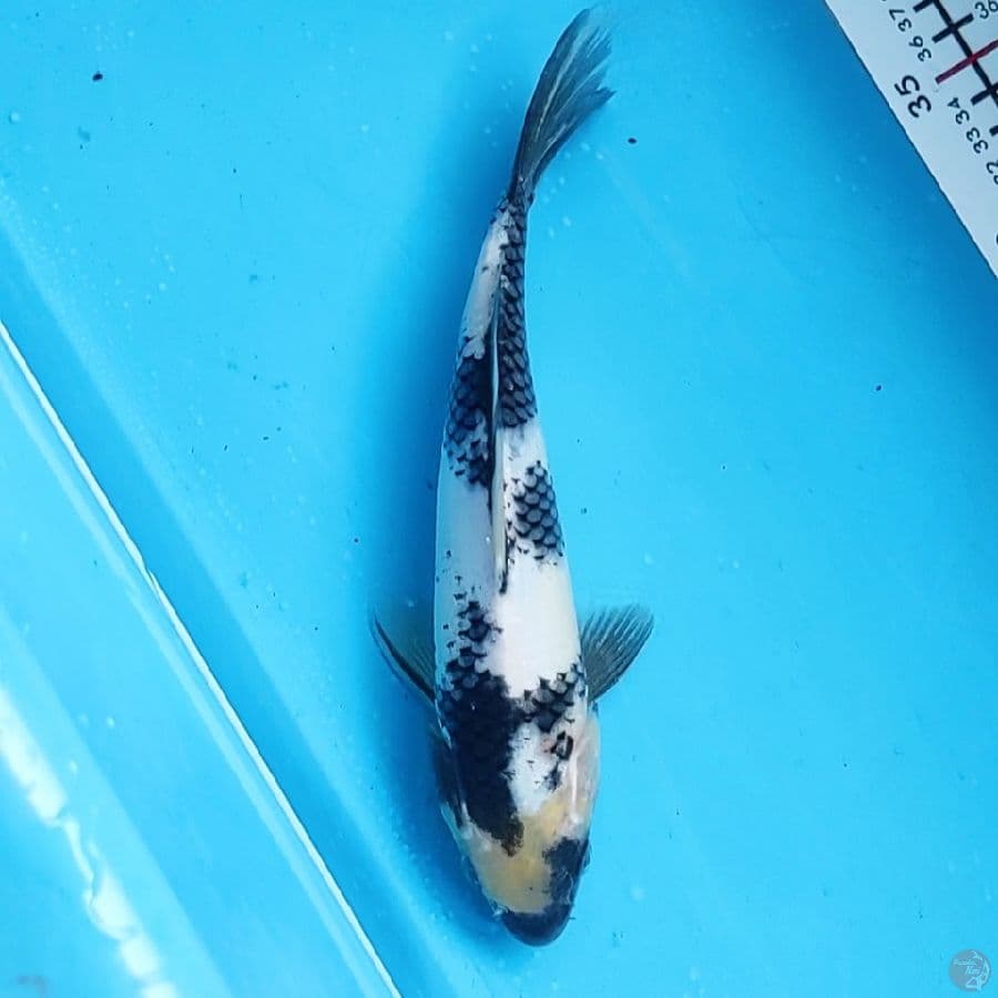 24cm
