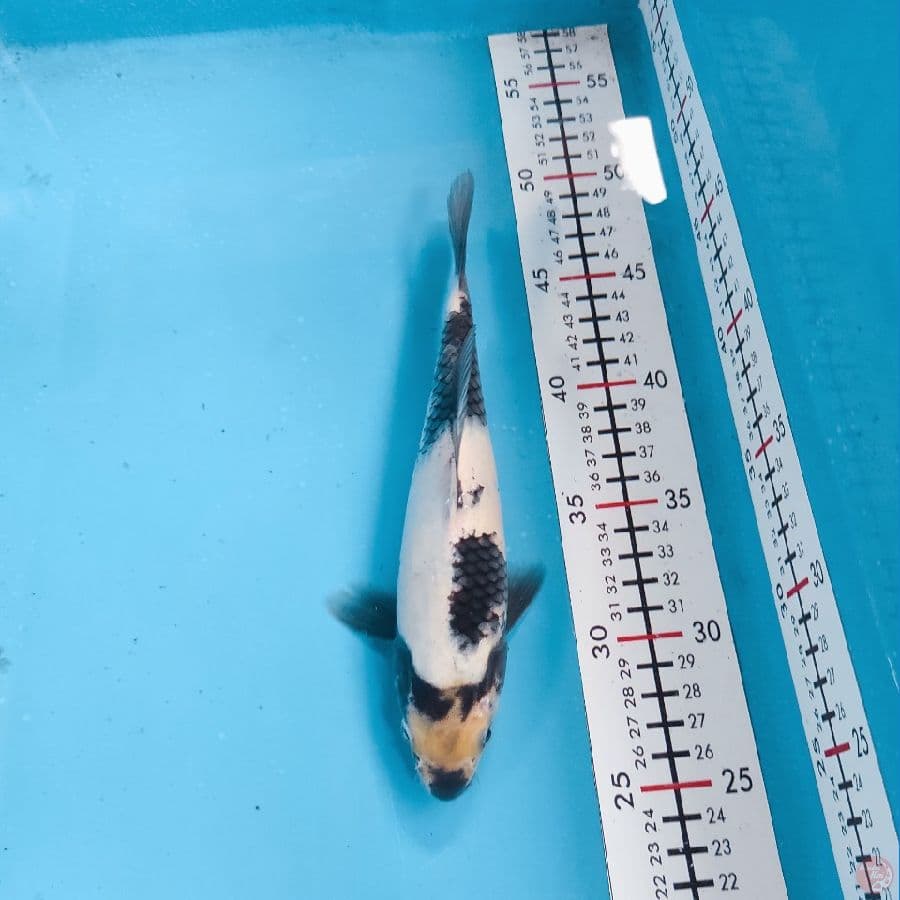 23cm