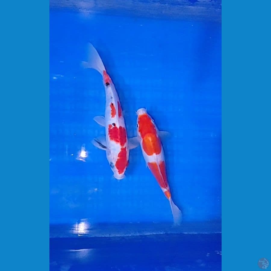 kohaku sanke 22-24