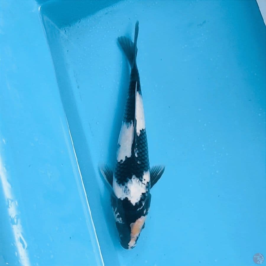 25cm