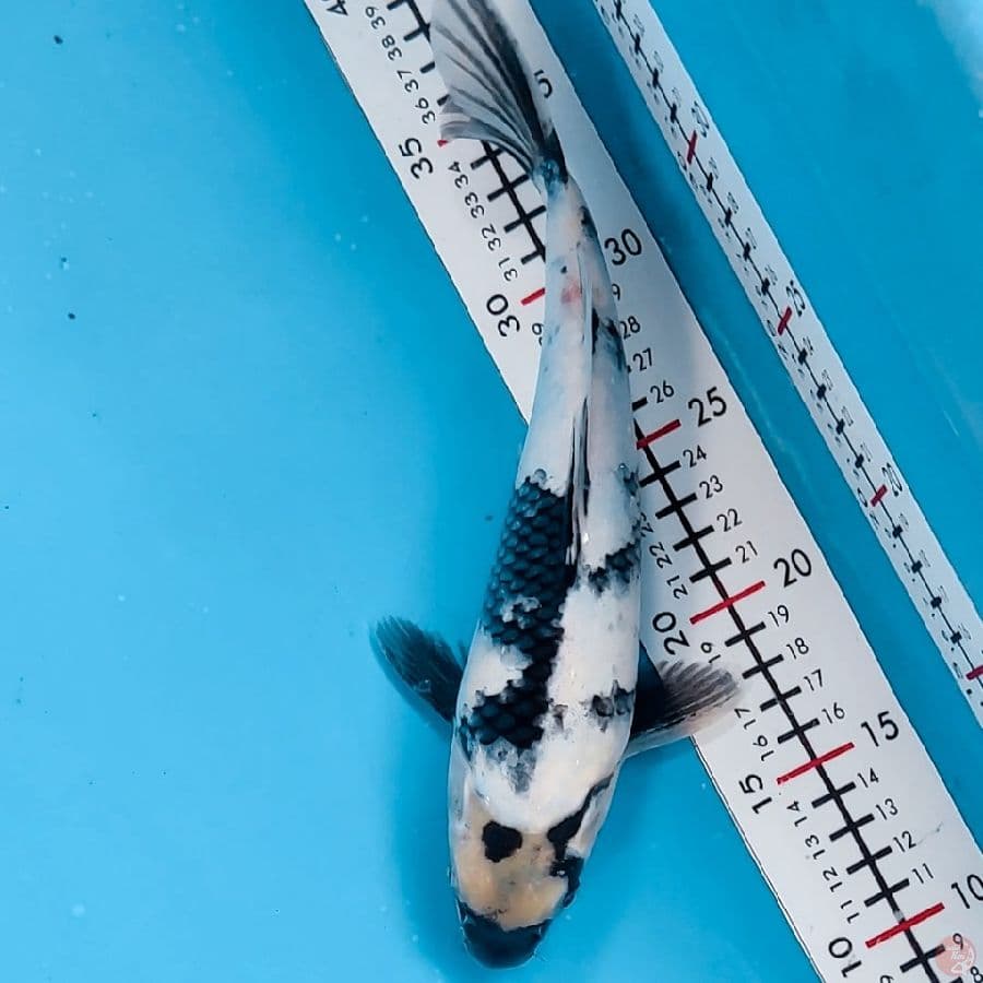 26cm