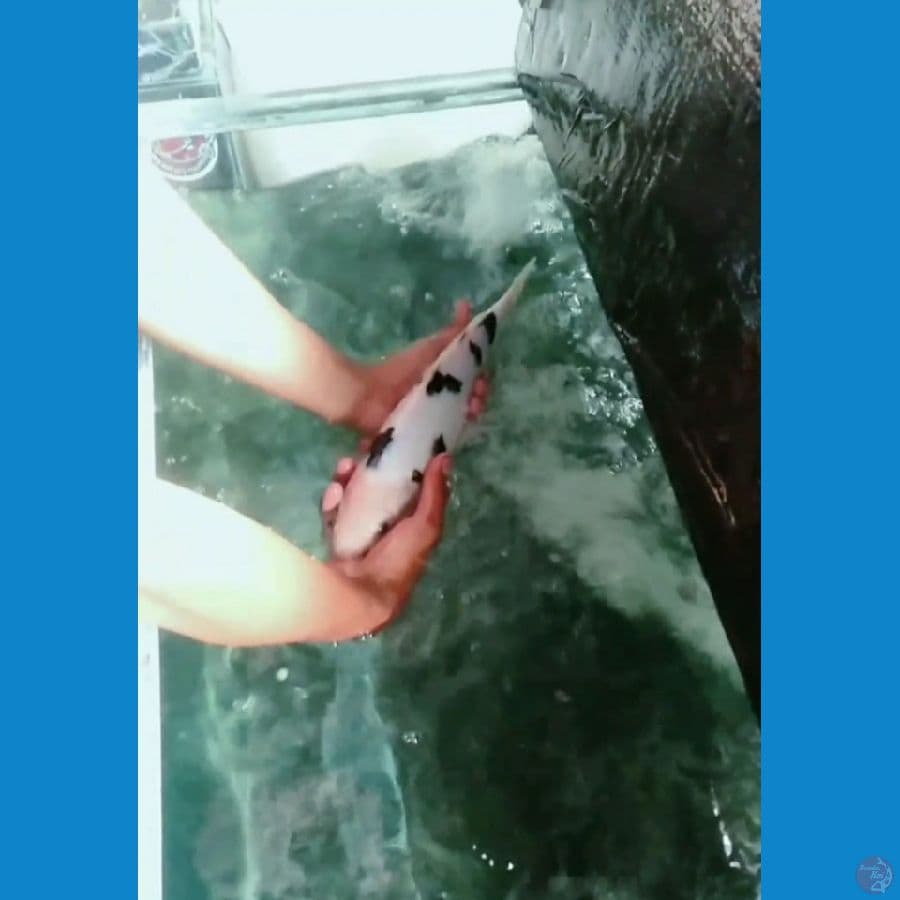 bekko prestasi 35cm