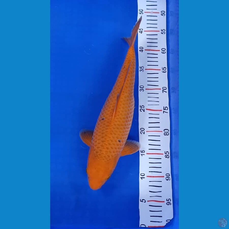 Caramel 40cm Betina