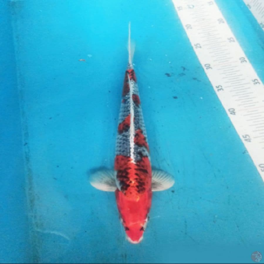 Kujaku 37 cm male