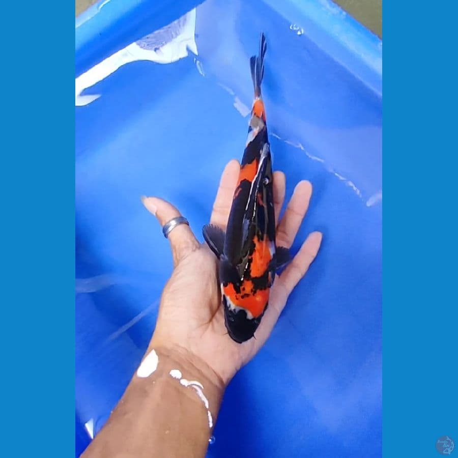 showa 24 cm