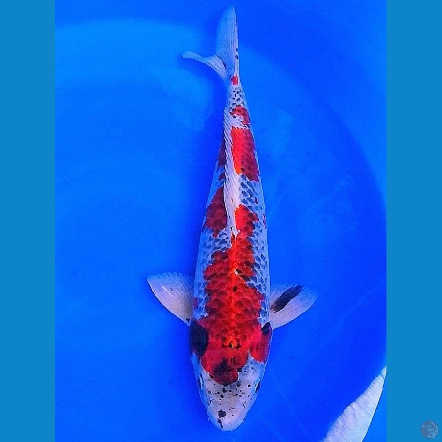 male 46cm