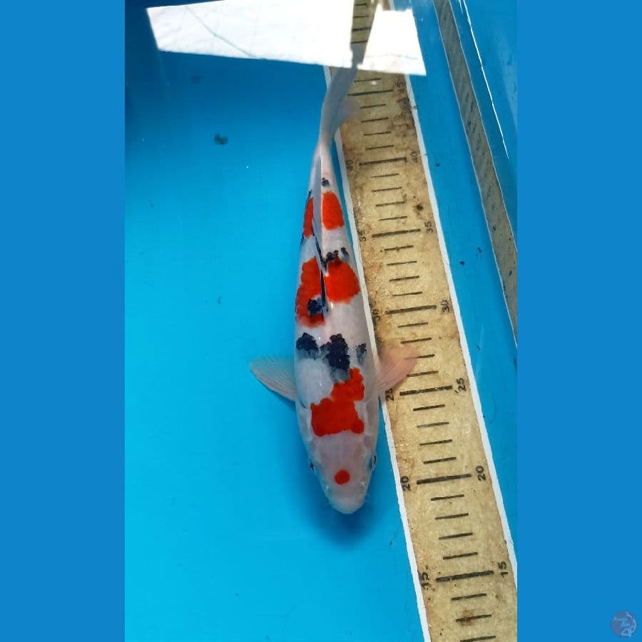 Sanke 26cm