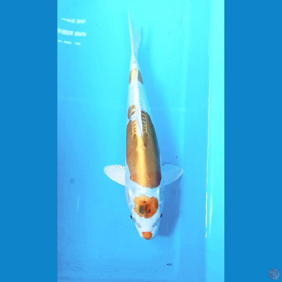 Kiko 26cm
