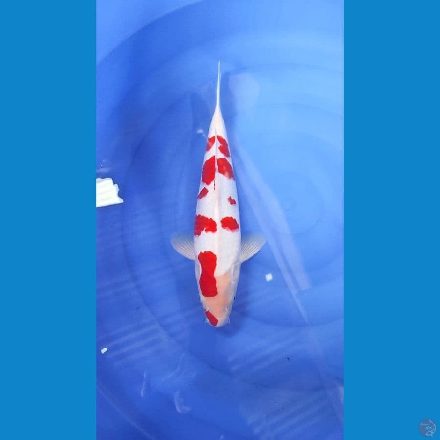 kohaku sakura male 40cm