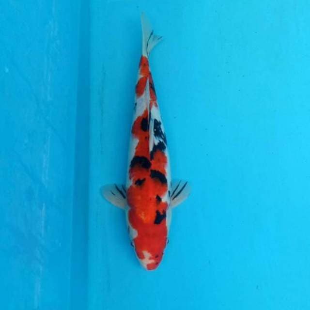 Sanke merah darah