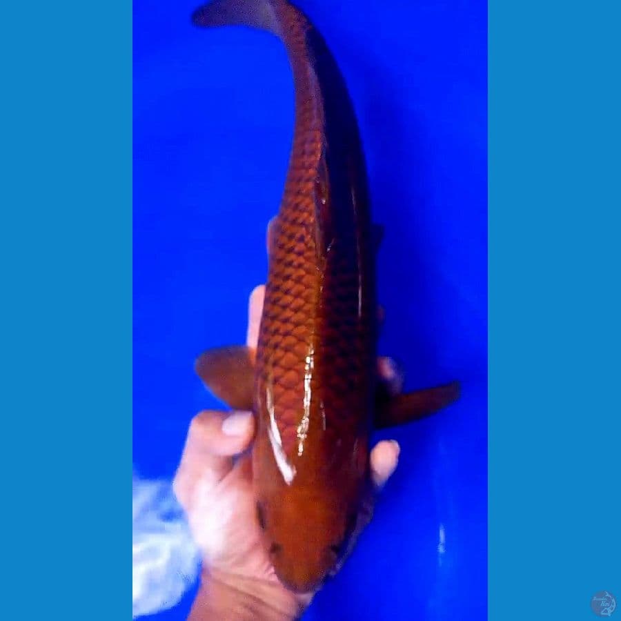 tembaga ring jos munuk M 41 cm