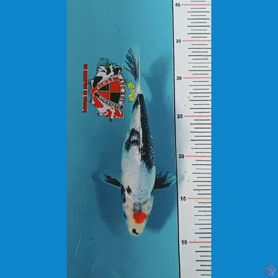 Tancho Kage Showa 22 cm breed Mbah Sutaji