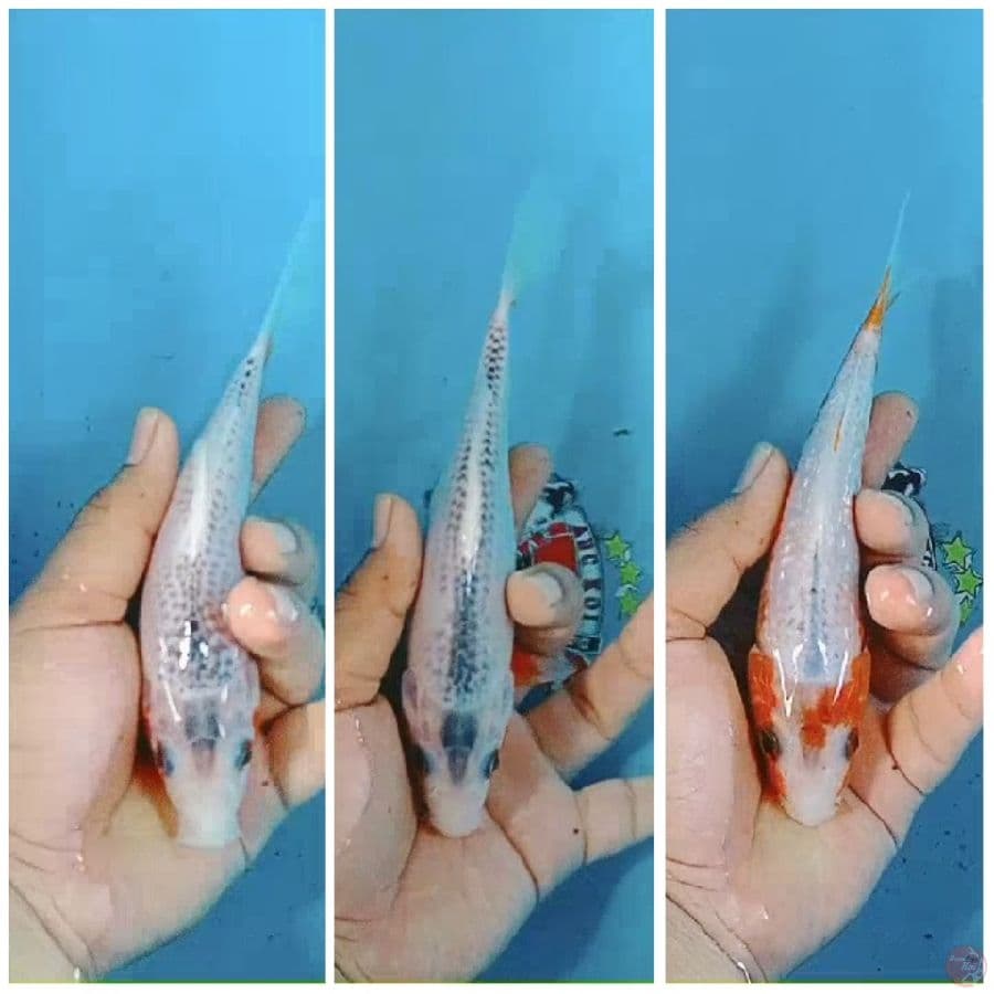 Bahan keeping 3 Ekor Yuki Asagi 20 cm