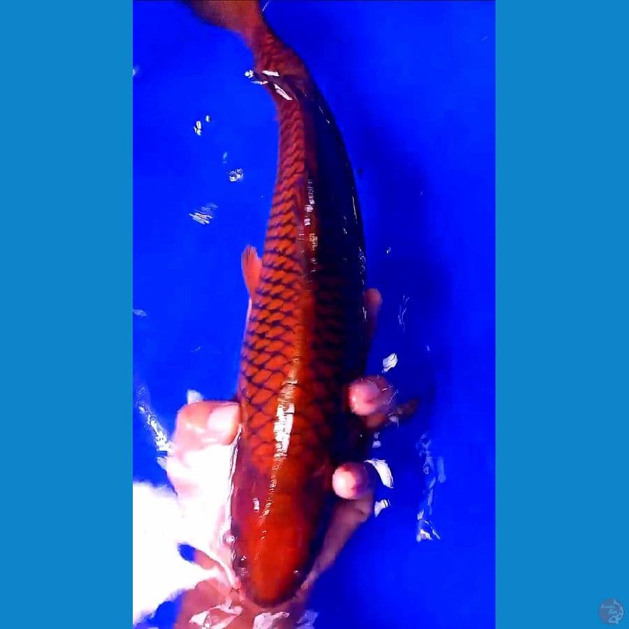 tembaga ring rapi M 38 cm
