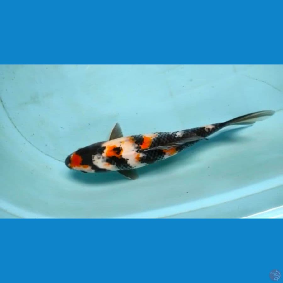 showa 35cm