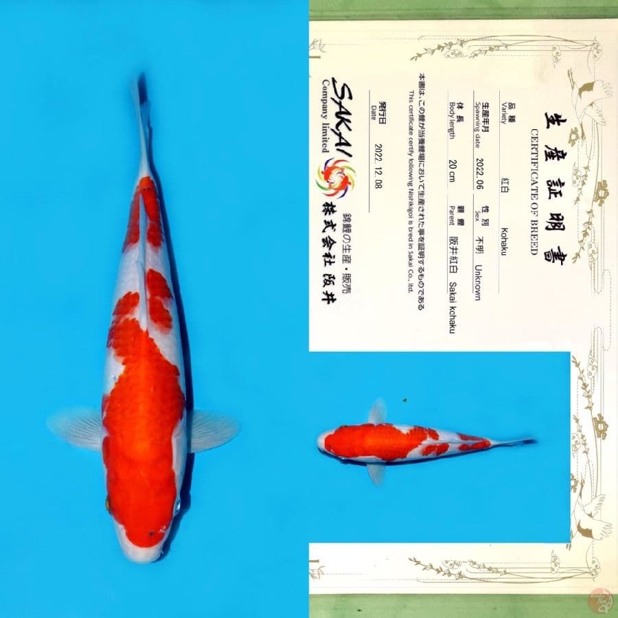 SAKAI KOHAKU HQ 27CM