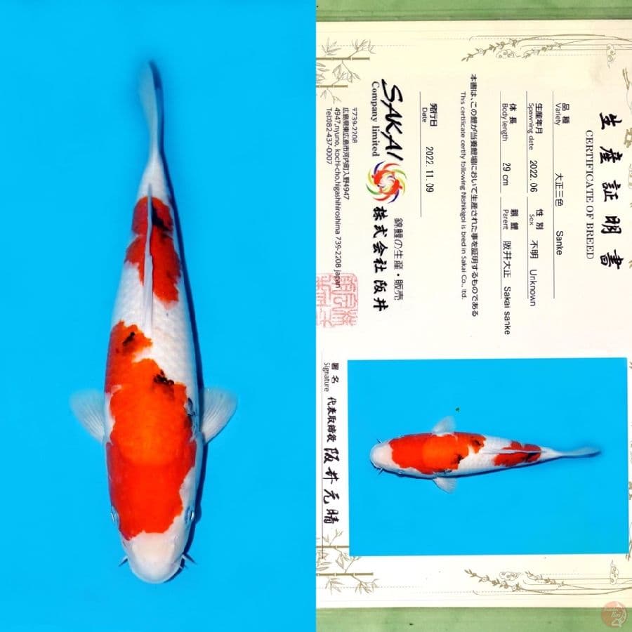SAKAI SANKE NIDAN 36CM