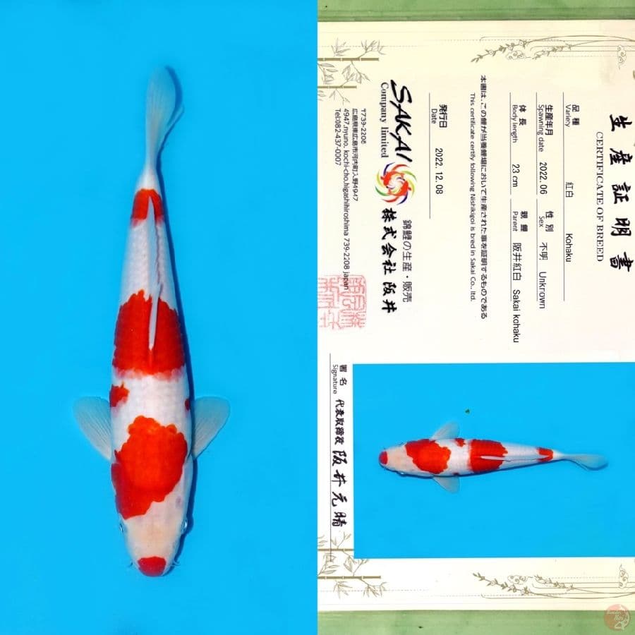 SAKAI KOHAKU HQ 30CM