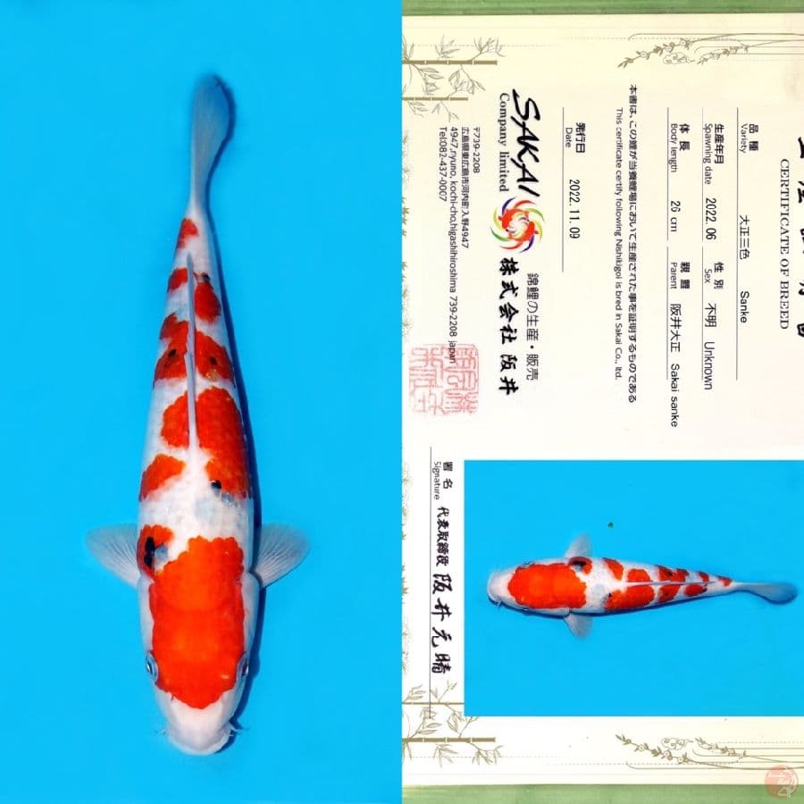 SAKAI SAKURA SANKE 33CM