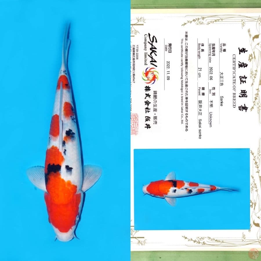 SAKAI SANKE YONDAN 28CM