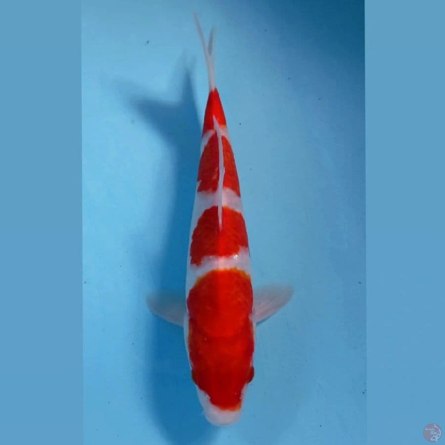 kohaku, 27 cm