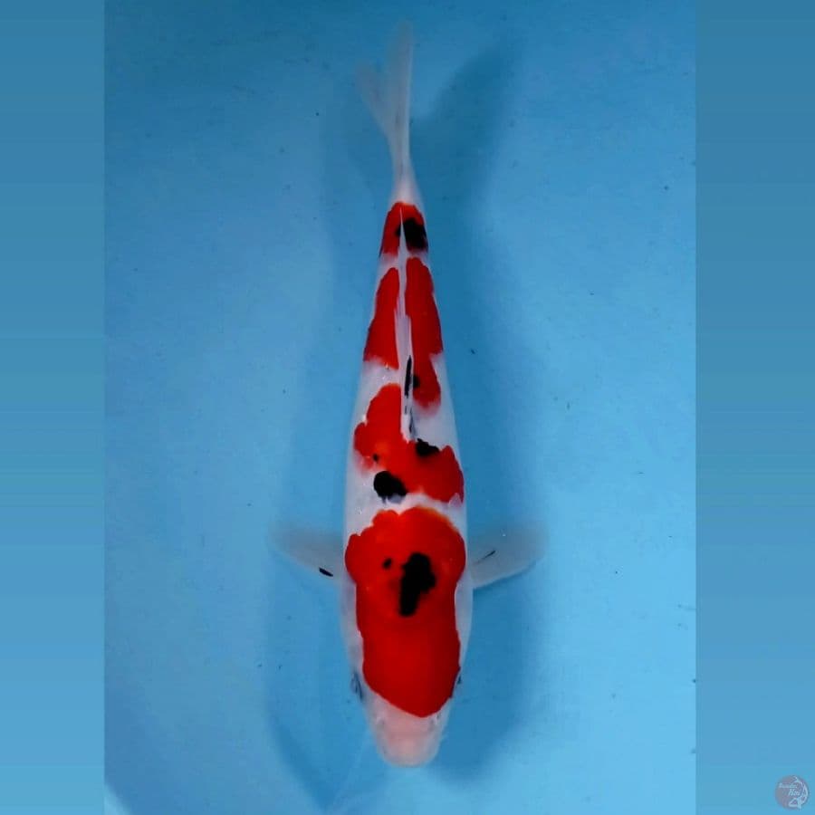 sanke, 23 cm