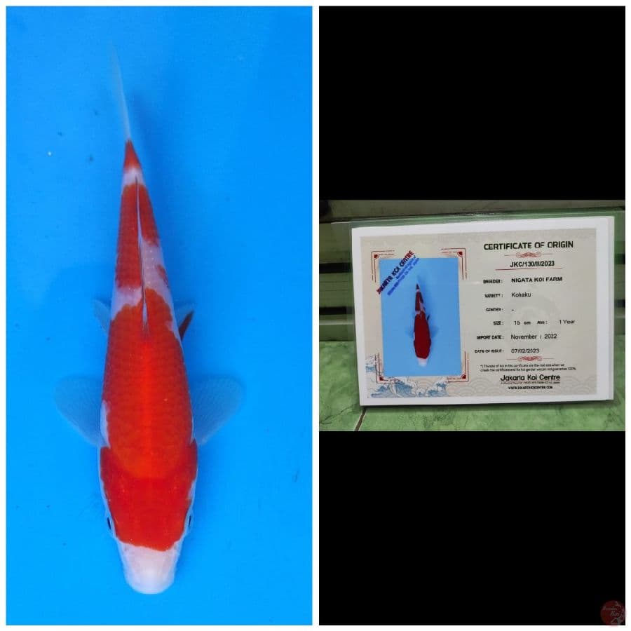 Nigata Kohaku