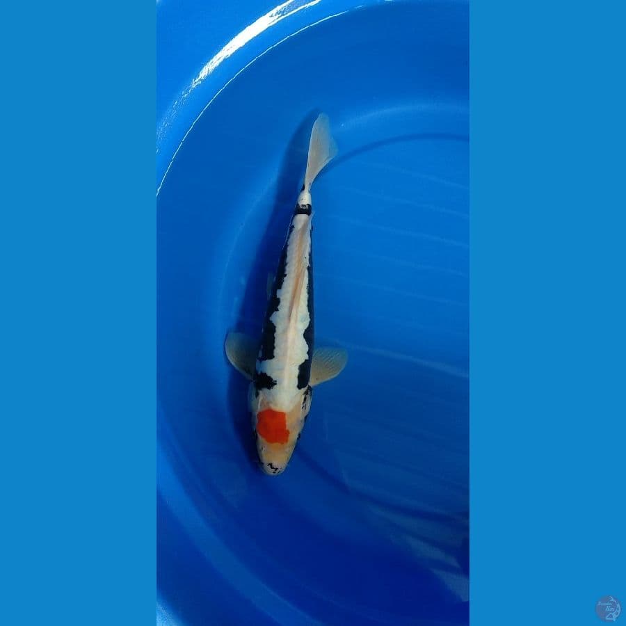 tancho beni kumonryu 31 m