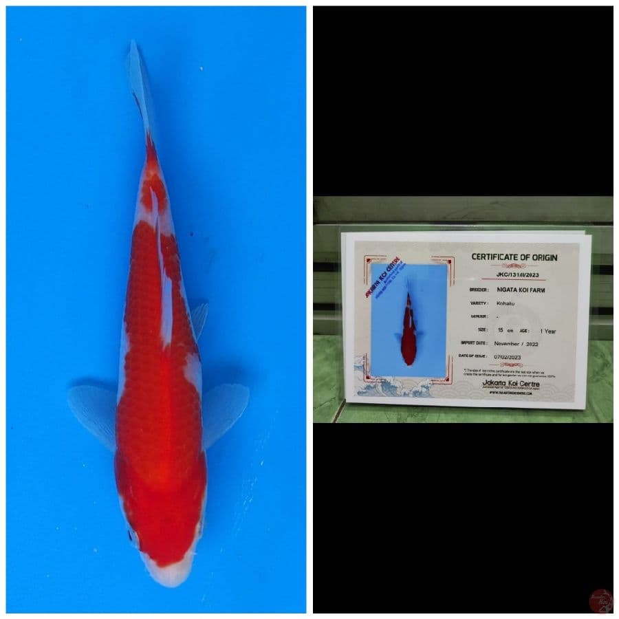 Nigata Kohaku