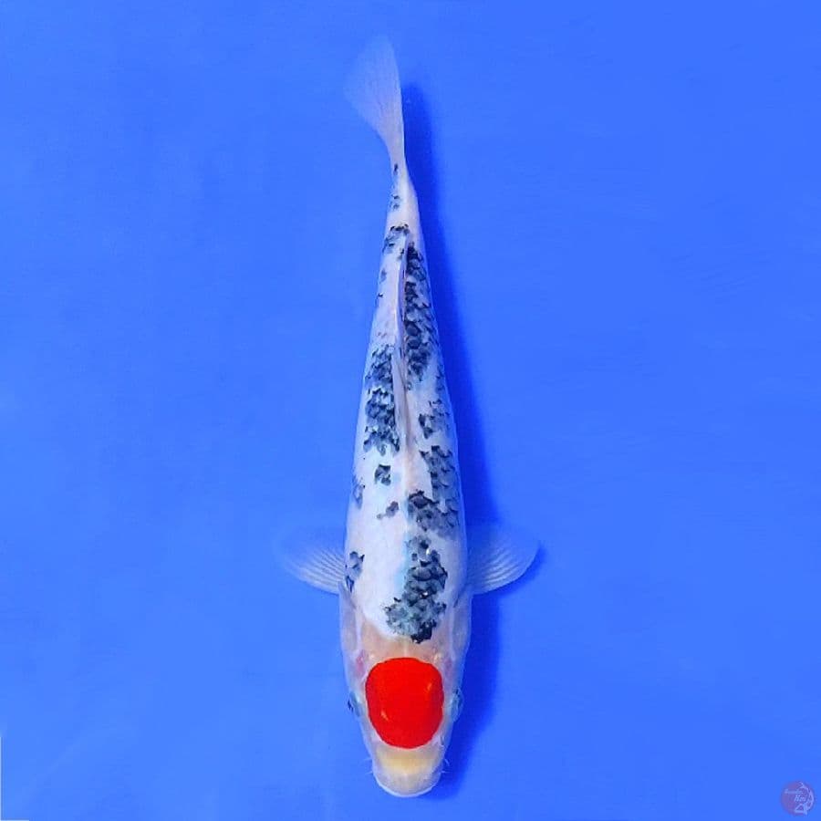 3.TANCHO SANKE HQ 33CM FEMALE