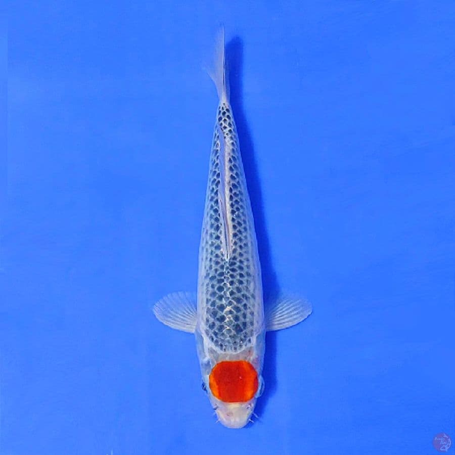 5.TANCHO GOSHIKI 30CM MALE
