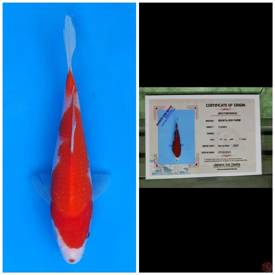 Nigata Kohaku