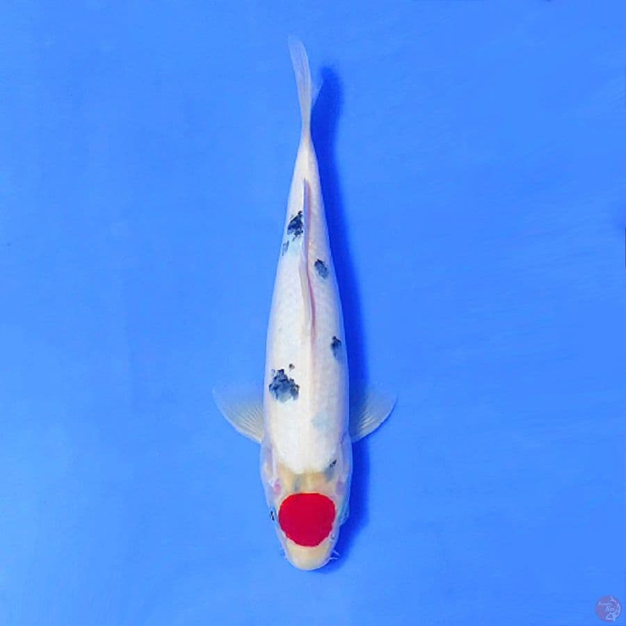 6.TANCHO SANKE STRONG 28CM MALE