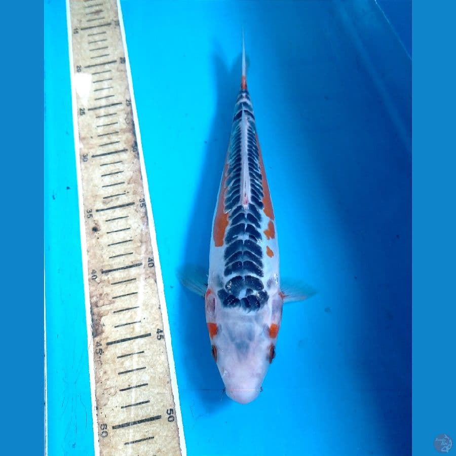 shusui 28 cm