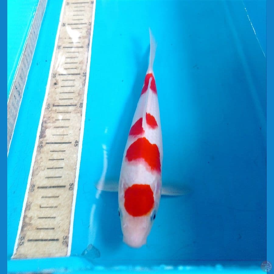 maruten 26 cm